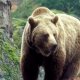 медведь в зоокомплексе в Карелии вид 2