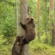медведи в зоокомплексе в Карелии